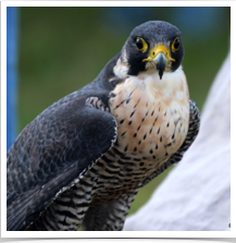 Peregrine Falcon - Watching Peregrine Falcon - Watching